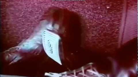 VW Beetle Commercial - Automatic Stick Shift