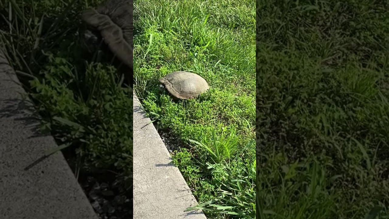 I Had A Visitor Today 