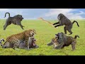 Baboons Take Revenge On Leopard And Help His Fellow Man - Baboon And Surprise For Leopard