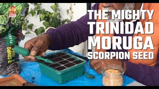 The Mighty Trinidad Moruga Scorpion Seed