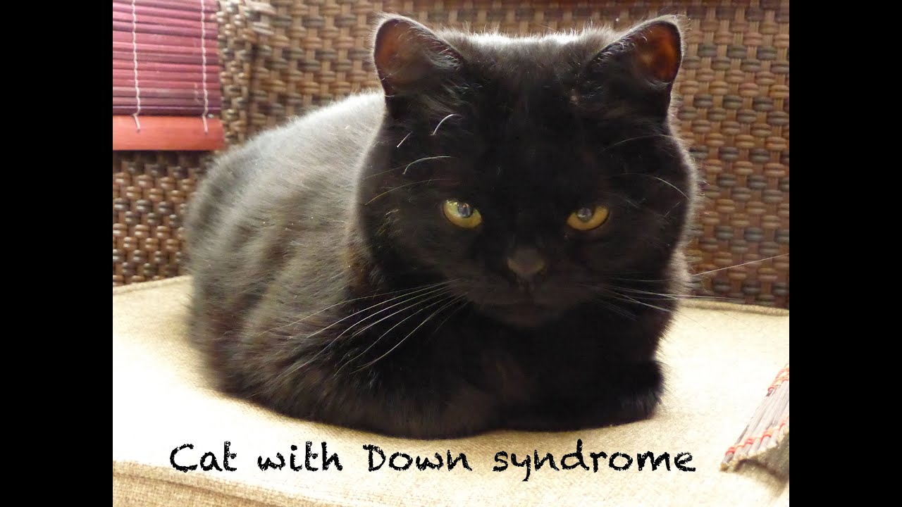 Cat With Down Syndrome Youtube