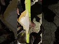 honey harvest