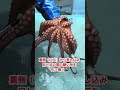 必見‼️タコを３秒で絞める裏技‼️