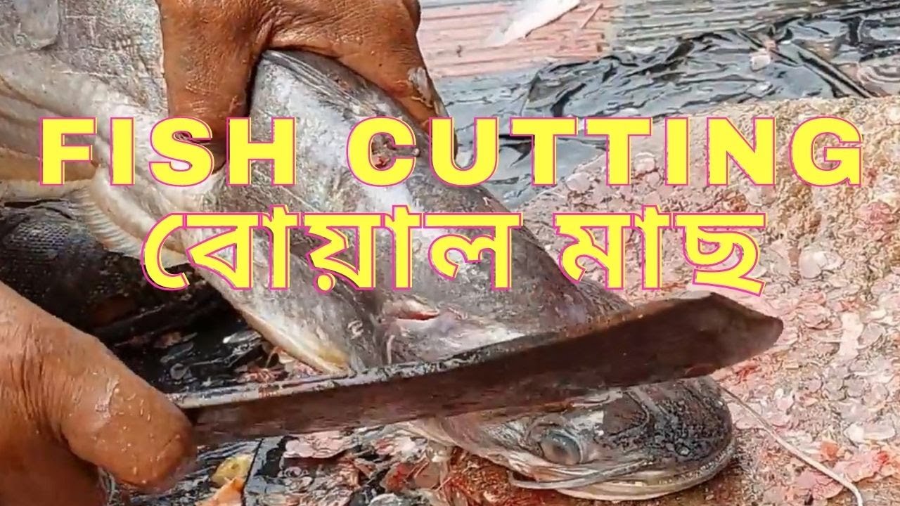 বোয়াল মাছ কাটার পদ্ধতি - Boal Fish Cutting Skills, fish cutting videos ...