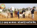 👍Best #Desi #Cows Farm Management in Rohtak, Haryana.👍 (9068630000 Joginder Sir).👍