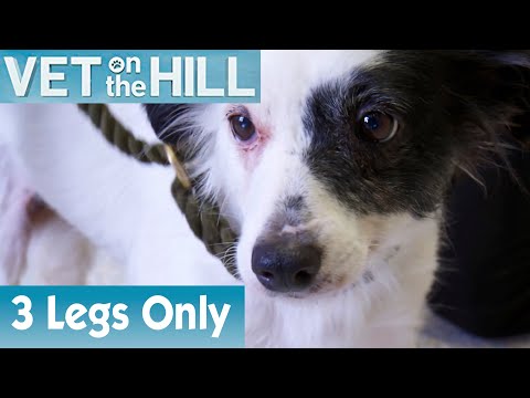 Video: Šis 3-Legged Vet Ranch pacients ir vissvarīgākais kucēns, ko redzēsiet visu dienu!