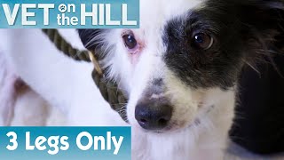 Meet The ThreeLegged Dog | FULL EPISODE | S01E10 | Vet On The Hill