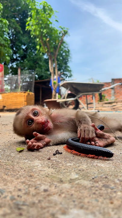 Watch this monkey's shocked reaction when millipede crawls near him - hilarious! #shorts #millipede
