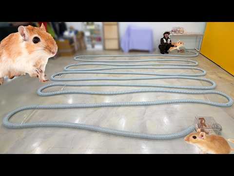 저빌에게 15M 대형 미로를 만들어주었습니다!