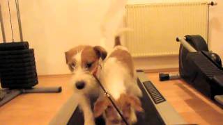 Jogging1Jack Russell Starjack Didiindina
