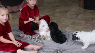 Cavachon Puppies For Sale