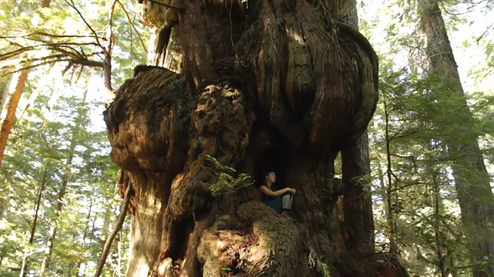 Canada's Largest Tree - The Cheewhat Giant!