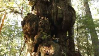 Canada's Largest Tree - The Cheewhat Giant!