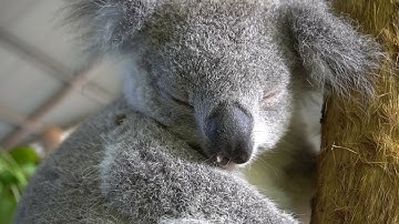 Adopt a Koala