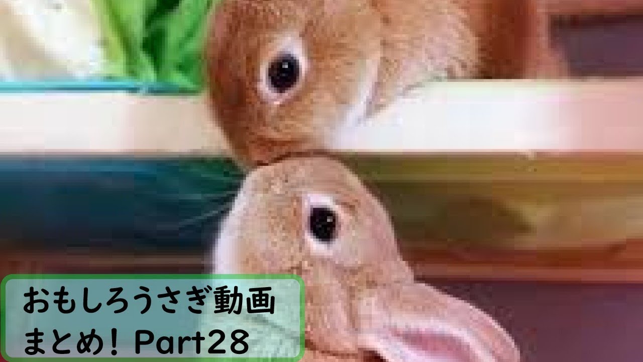 面白 うさぎ おもしろうさぎ動画まとめ 28 かわいい Youtube