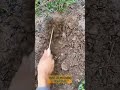 Gajab Ka Deshi Gardening Farming Tool #shorts #Gardningtool
