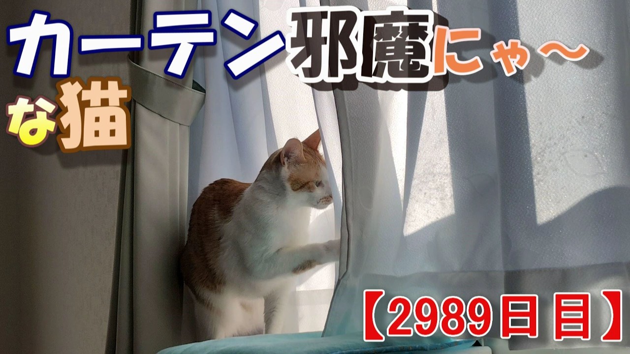 2989日目】カーテン邪魔にゃ～な猫【かわいい・面白い】～The growth