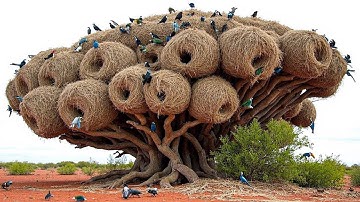 Most Incredible Bird Nests That Redefine Natural Architecture