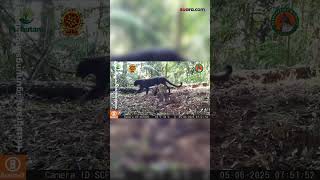 19 Macan Tutul Jawa Ditemukan Di Karawang Ada Anak Macan Juga