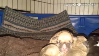 Sinful Pits Bear X Ch Topnotch Queen Pups