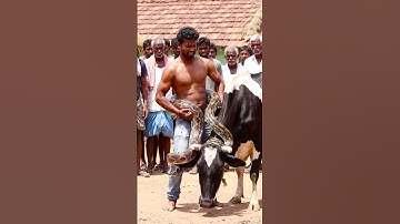 Brave Man Rescues Cow from GIANT Python 🐍💪