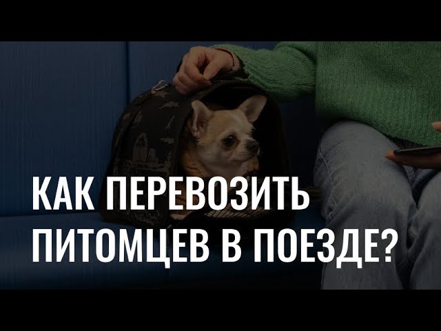 Как перевозить питомцев в поездах?