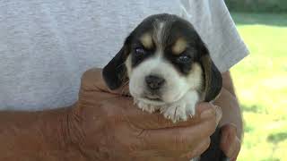 Beagle Puppies for Sale from Dyer Farms by Sue Dyer 105 views 1 year ago 9 minutes, 34 seconds