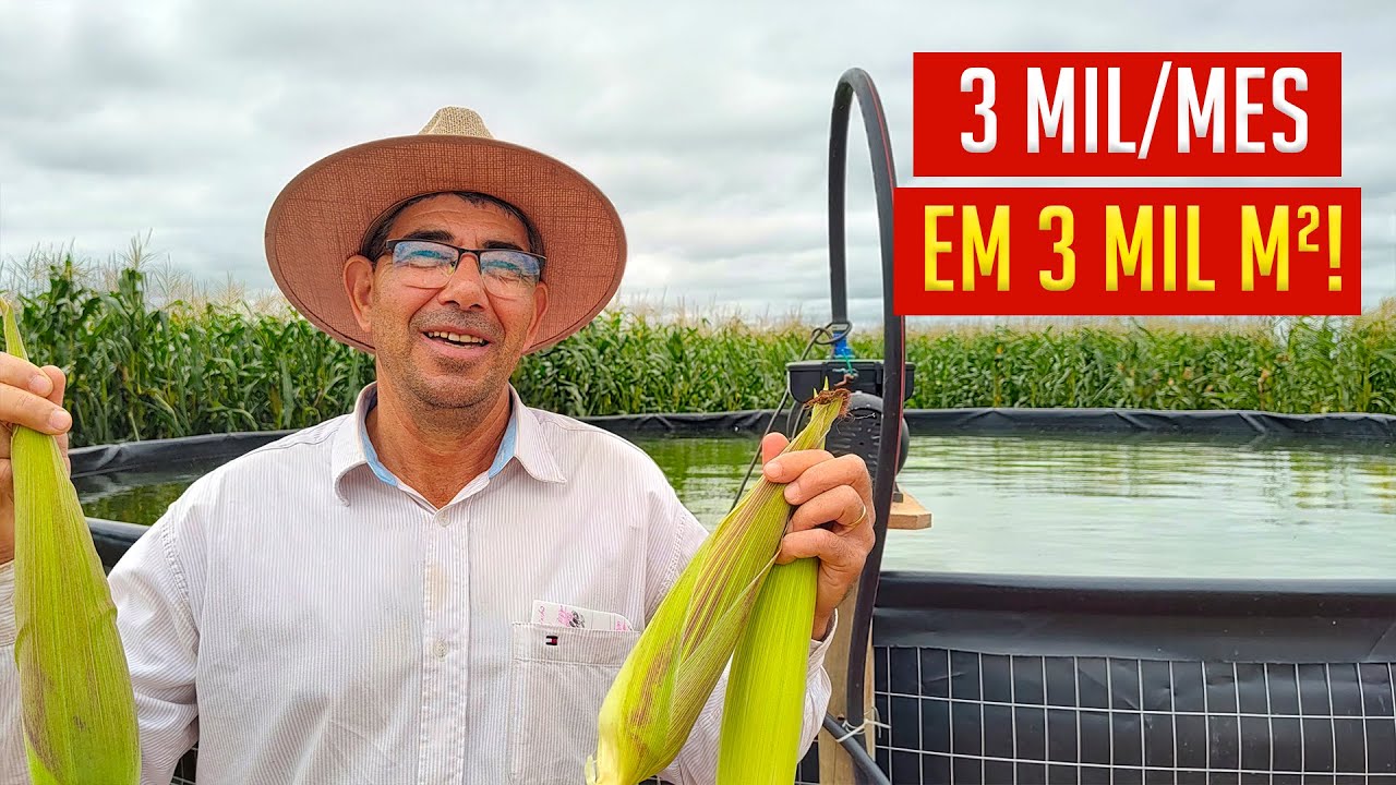 Como GANHAR 3 MIL por mês em 3 MIL m² com MILHO VERDE?!