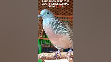 Pancingan Perkutut Bisu 🔇 Stres Kembali Bunyi❗💯%#perkututlokalgacorsuarabesar  #koyal #burung