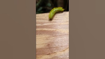 Io Moth Caterpillar