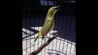 masteran pleci suara kunti