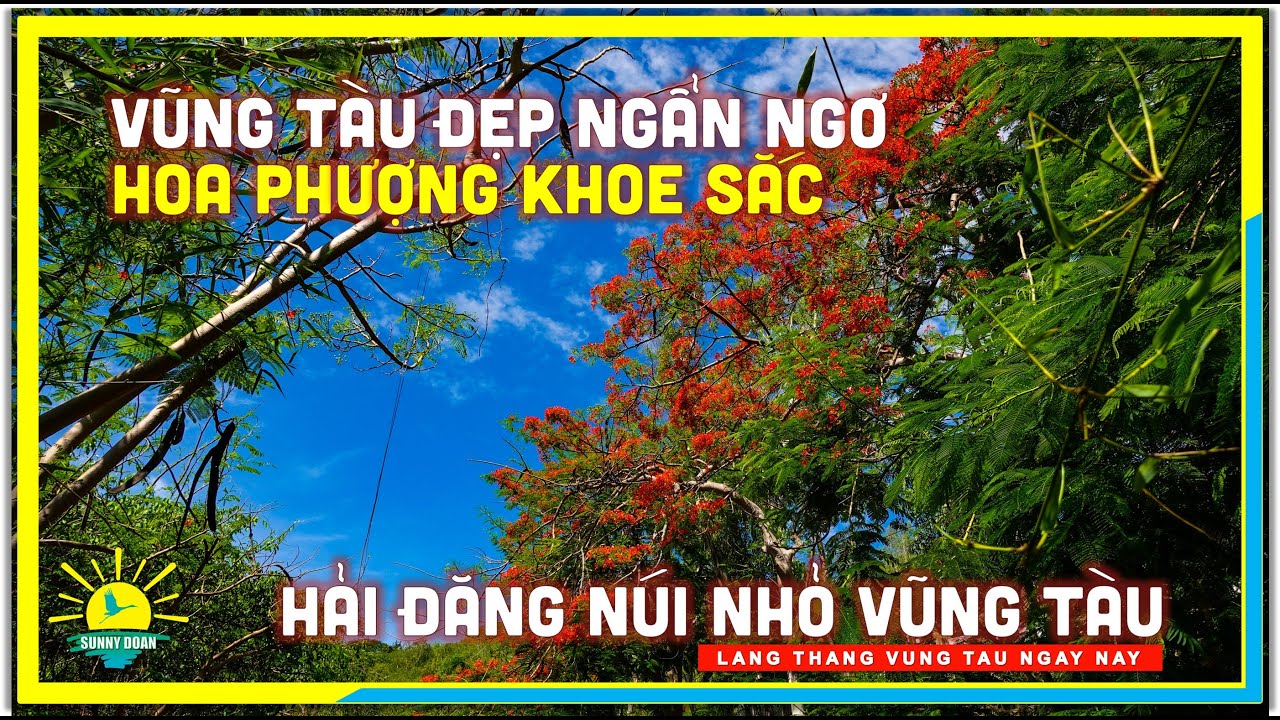 ks hoa phượng đỏ vũng tàu Update Vũng Tàu ĐẸP NGẨN NGƠ HOA PHƯỢNG KHOE SẮC | Hải Đăng Núi Nhỏ Vũng Tàu | Du Lịch Vũng Tàu ngày nay