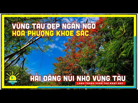 Vũng Tàu ĐẸP NGẨN NGƠ HOA PHƯỢNG KHOE SẮC | Hải Đăng Núi Nhỏ Vũng Tàu | Du Lịch Vũng Tàu ngày nay