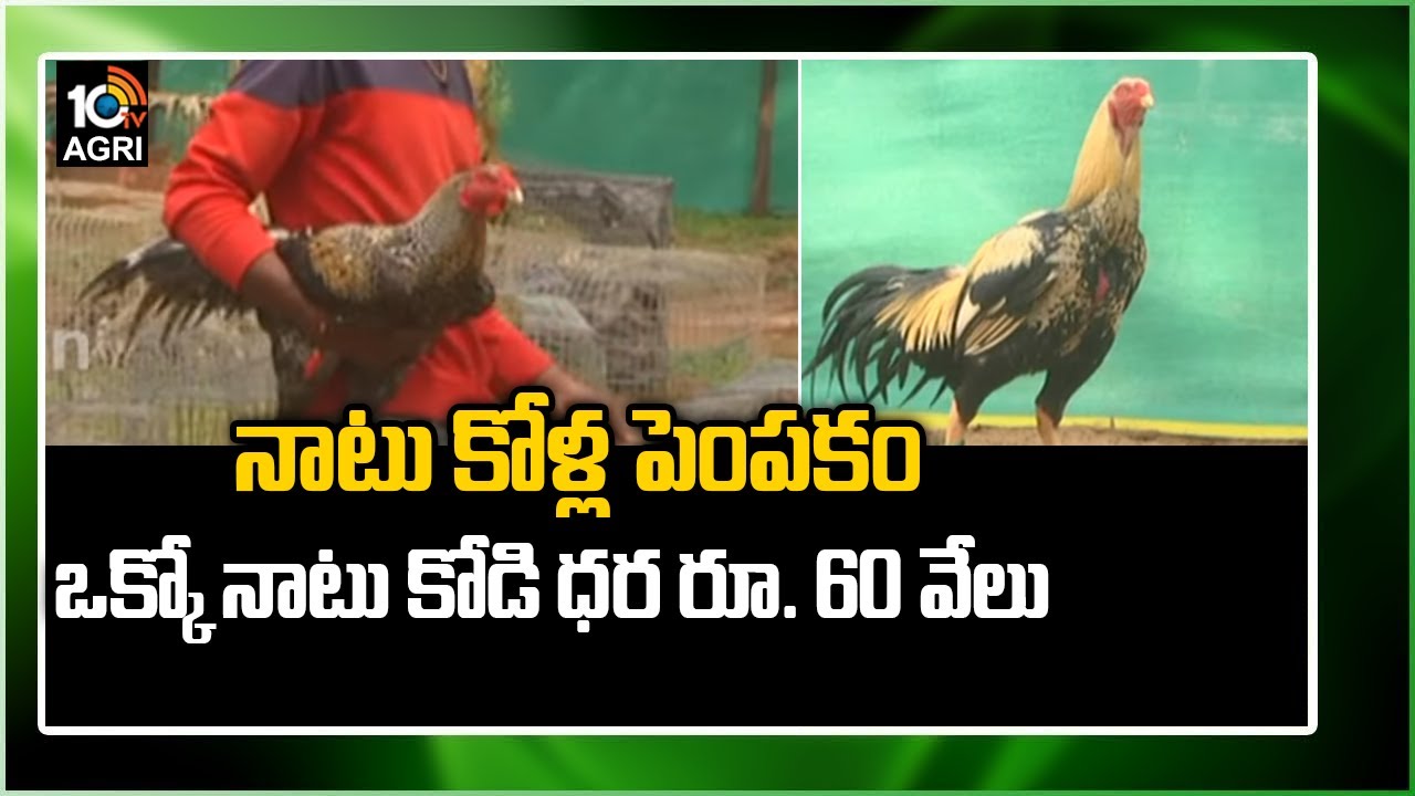 నాటు కోళ్ల పెంపకం.. ఒక్కో నాటు కోడి ధర రూ. 60 వేలు..! | Huge Demand For Natu Kodi in Market | 10TV