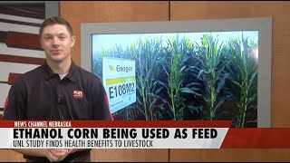 Enogen Ethanol Seed Corn Finding New Use