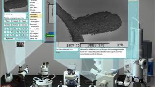 Virtual Biology 1 - Microscopy lab overview