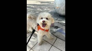 Would you allow this? Maltipoo happy dog