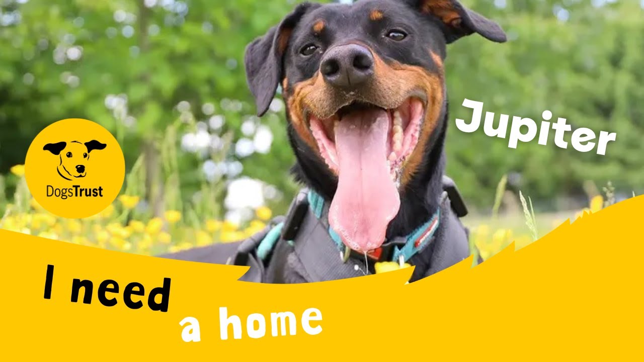 Dog profile video