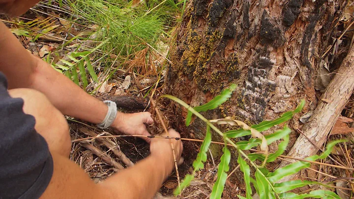 Australian Bush Tucker: Ferns as a Food Source Part 1
