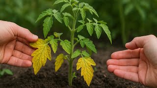 How to Fix Yellow Leaves on Tomato Plants