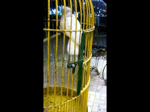 بغبغبان شقى جدا سبحان الله فى خلقه ابداع