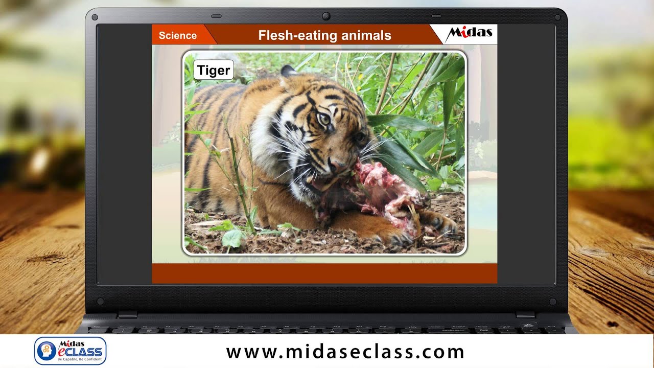 Grade 1 Science - Flesh Eating Animals - YouTube