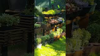 Garden design #garden  #plants #gardenlove #summerplant #gardening #gardenlover #ytshorts #shorts