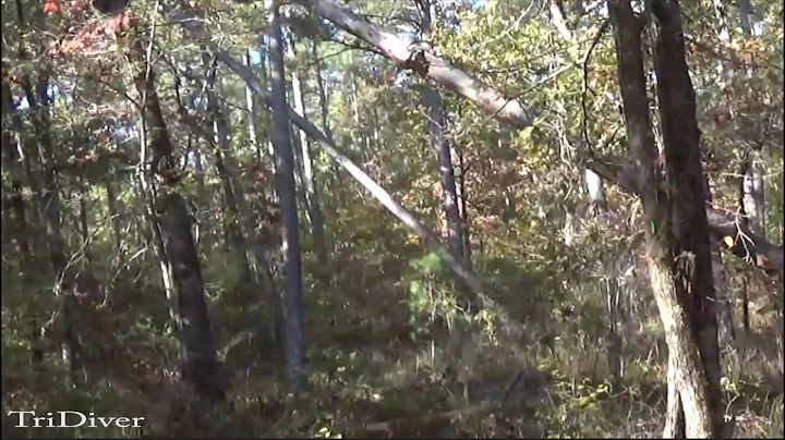 Analysis of possible bigfoot footage requested by ...