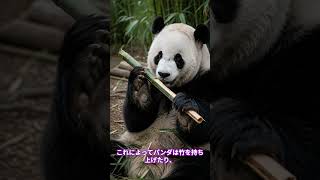パンダには6本目の指がある!?｜パンダの生態① #shorts