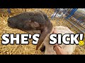 don't GOAT breaking my heart💔| GOAT (the sheep) IS SICK!!🥺| Vlog 473