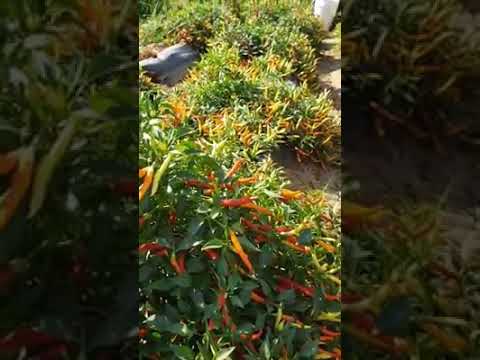 Video: Qhia Txog Kev Loj Hlob Basil Seeds