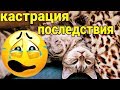 КАСТРАЦИЯ КОТА / ПОСЛЕДСТВИЯ ОПЕРАЦИИ / Castration Cat / Семья Козырь