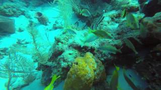 Belize Dive - Turneffe Atoll - 2015