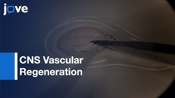 CNS Vascular Regeneration Assessment | Protocol Preview